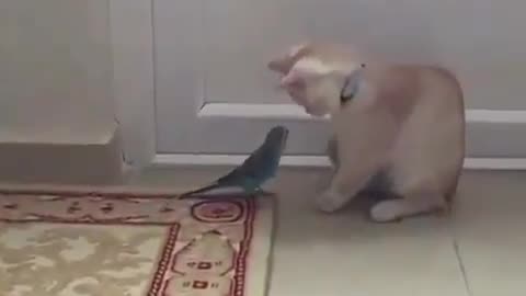 A bird disturbing a cat