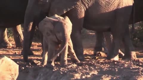 Baby Elephants Having Fun with Their Trunks