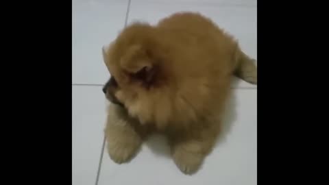 Cute Pomeranian Puppies Compilation #2