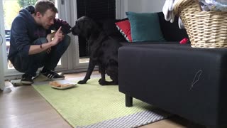 Obedient dog passes near impossible loyalty test