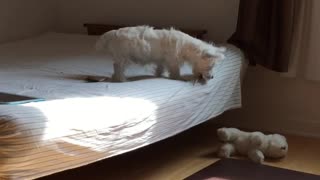 Watch What This Westie Puppy Does Next After He Tosses His toy Off The Bed