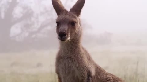 #1 Kangaroo Boxing Fight