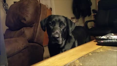 Lab Gets Scolded for Yelling in House