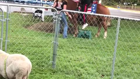 Guy falls off horse with american flag saddle