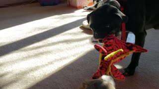 Puppy and Pug Tug of War
