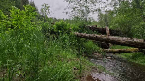 We go looking for beavers again, and find a snail.