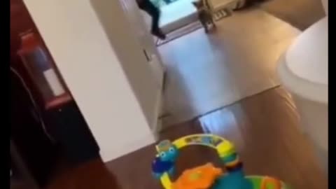 Dog doesn't see glas door, runs full speed right into it