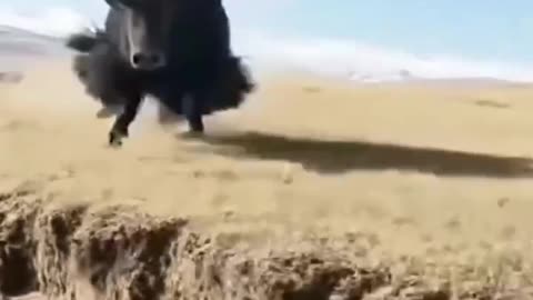 Agresif bull