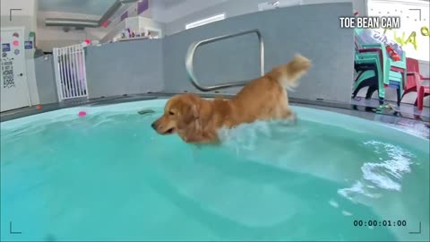 My dog goes to the pool