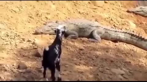 Goats in front of a crocodile