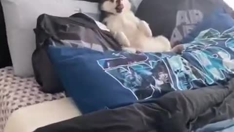 Husky Laying in Bed