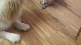 Parrot Teases Pouting Pooch