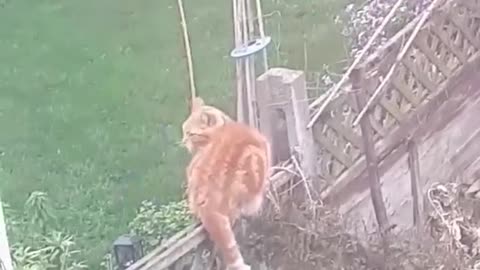 Cat against birds!!