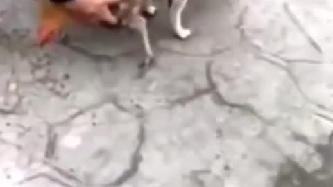 Dog Trying To Create New Species