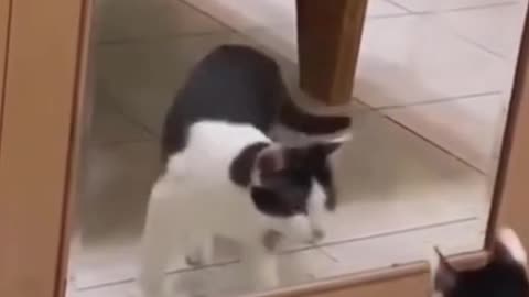 Funny cat fighting with itself in the mirror #shorts