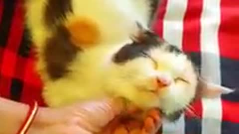 Cute and Funny Cat Videos