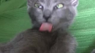 Grey cat licks shoulder weirdly