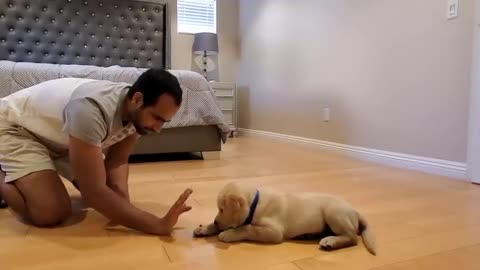 Labrador Puppy Learning| All Training Skills|