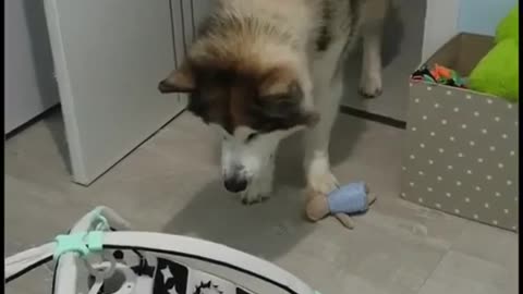 Funny Cute Husky Dog meets Baby for the first time