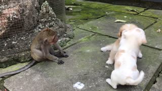 Two Puppies and a Monkey
