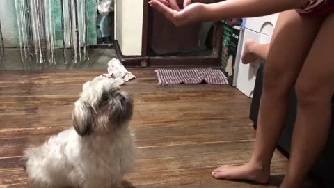 Dog Scarfs Down Imaginary Treats