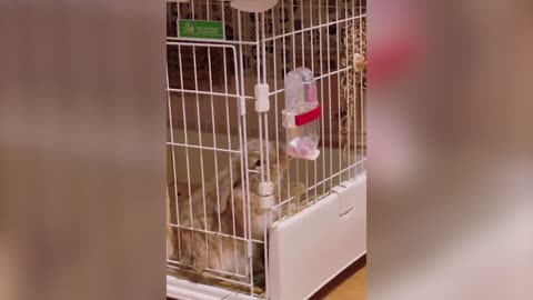 Bunnies are used to drinking water after waking up