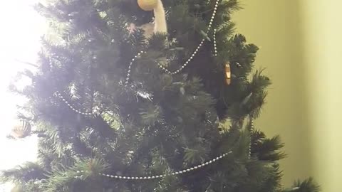 Gatito navideño "ayuda" con la decoración