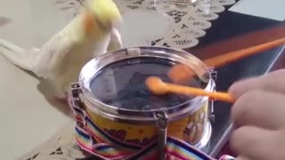 This Bird Loves Drum so Much