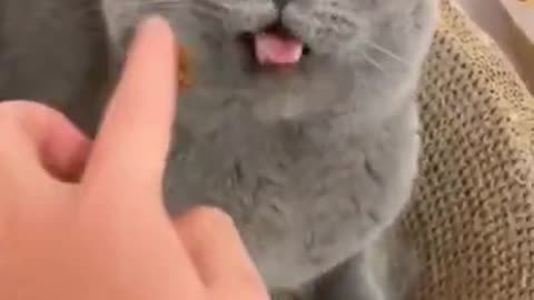 FUNNY CAT VIDEOS #short