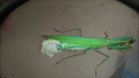 Mantis female lays eggs (ootheca)