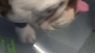 English Bulldog Puppy shows tongue to his parents after surgery