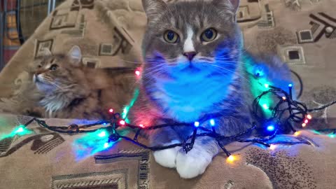 Cats Covered With Christmas Lights