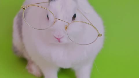 Cute bunny video