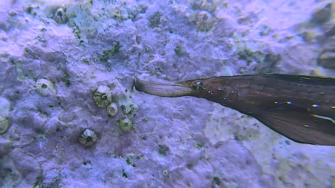 Ghost Pipefish Dances Around Rocks Under The Sea