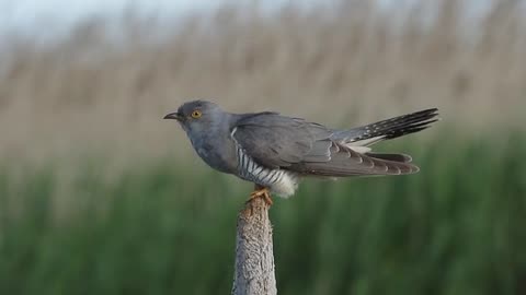 Cuckoo