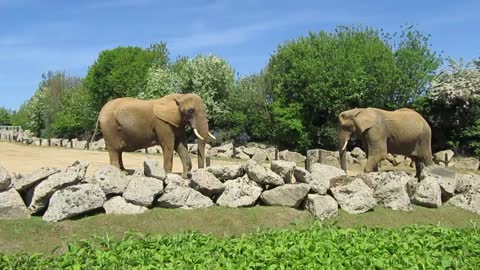 Two elephants are standing face to face
