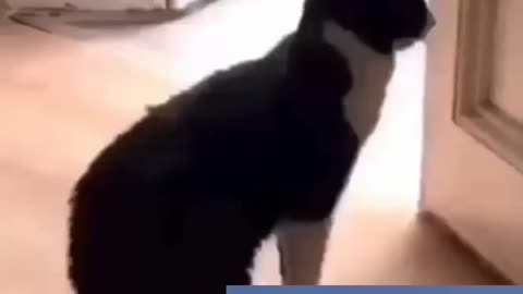 😂😂 vídeo muito engraçado gato DJ , e gatos dançando 🤣🤣🤣🤣