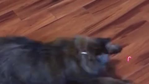 Cat Vs Laser Pointer 🐈 😂 - Funny Animal Reaction
