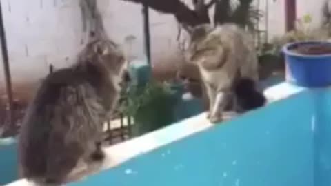 Cat fights 1