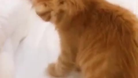 cute ginger cat