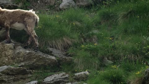 The incredible ibex defies gravity and climbs a dam _ Forces of Nature with Brian Cox - BBC