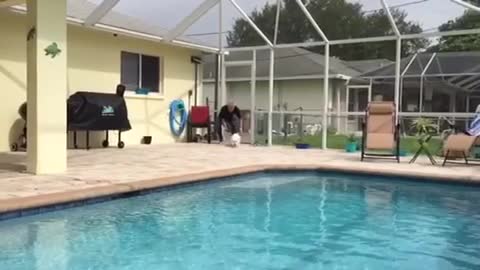 Cachorra muestra increíble salto en la piscina en cámara lenta