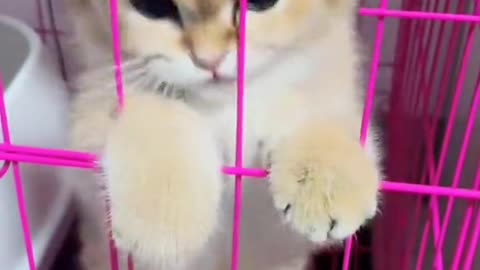 Cat Fighting | cat video 2024
