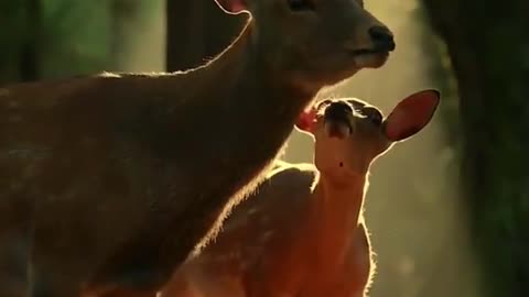 The beautiful deer in forest with baby deer
