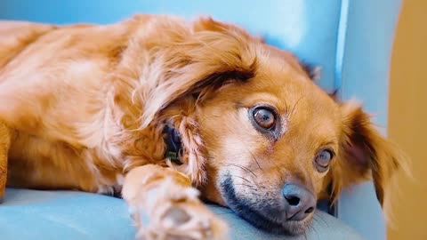 Cute Dog laying down