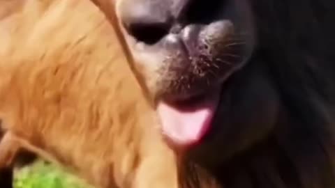 Funny Goat Videos