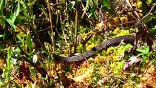 Water Snake