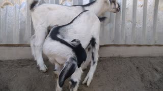 Black Bengal goat in Bangladesh