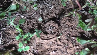 Trapdoor Spider Launches After Cricket