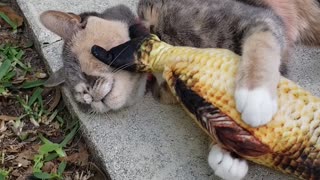 Cat Enjoys a Face Massage from Stuffed Fish Toy